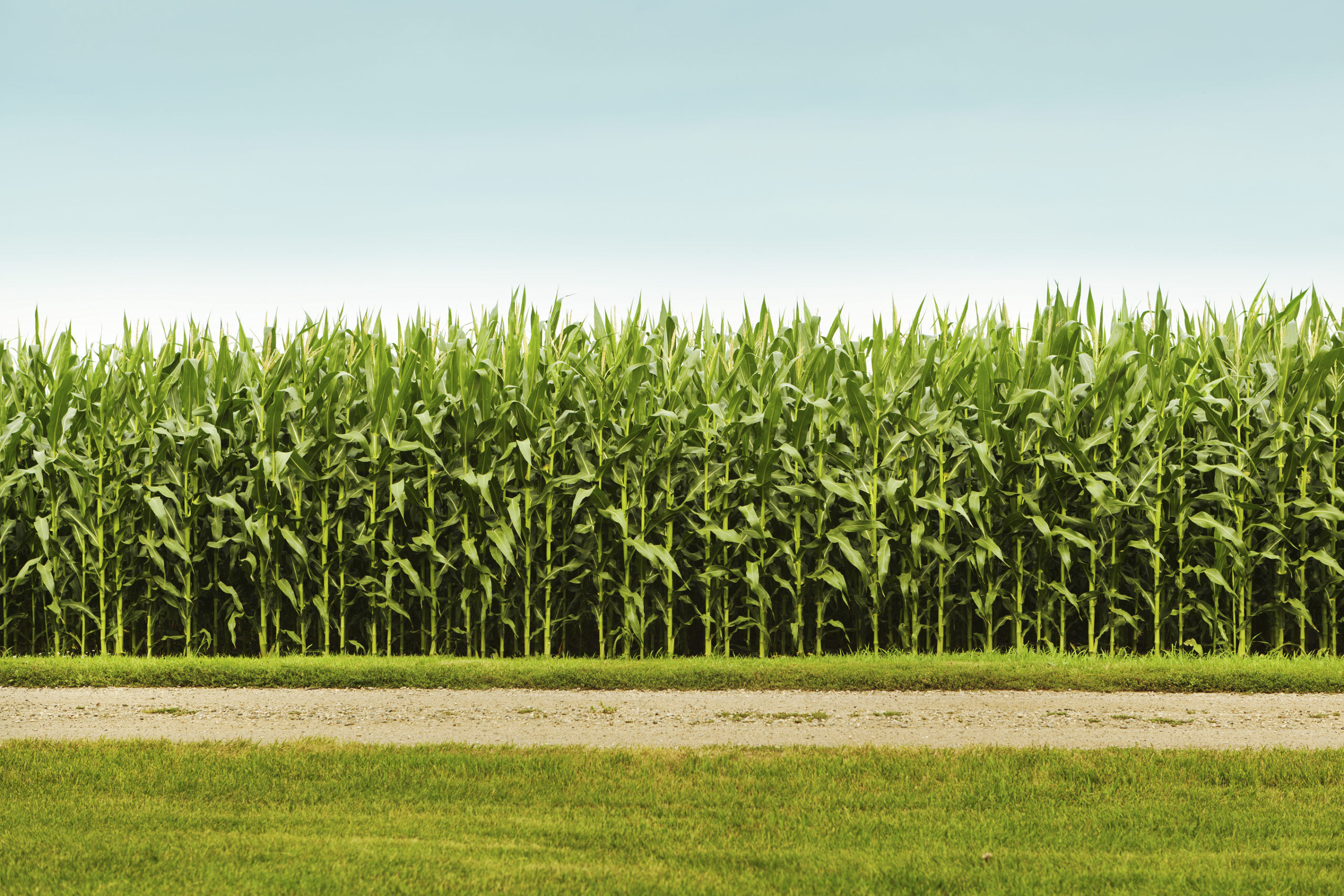 Subject: A corn field with rows of corn plants.